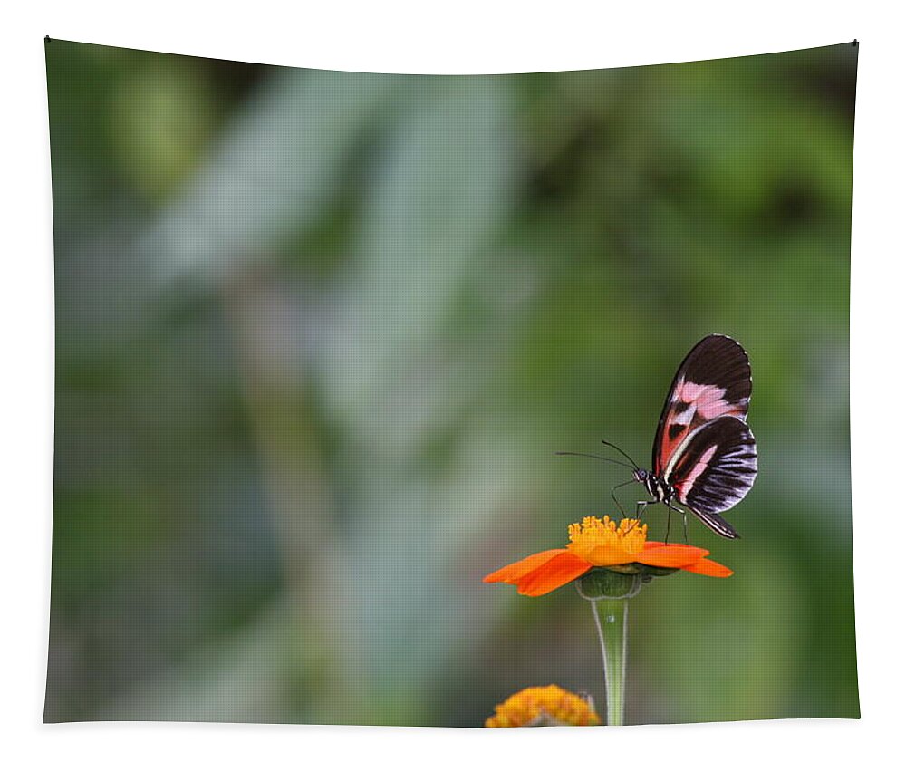 Butterfly Tapestry featuring the photograph Butterfly 16 by Michael Fryd