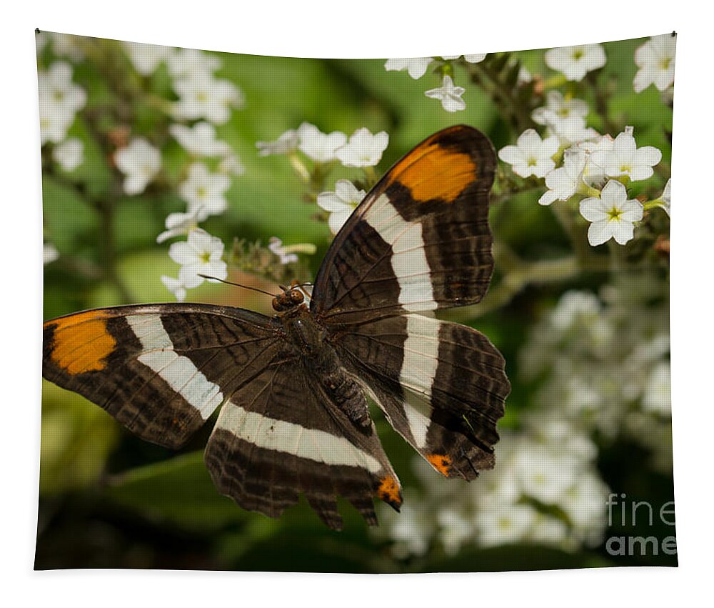 Butterfly Tapestry featuring the photograph Butterfly in the Garden by Ana V Ramirez