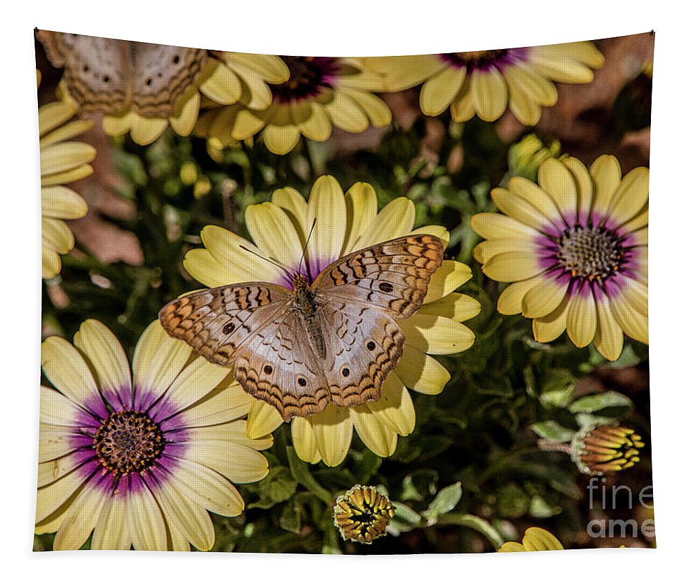 Tl Wilson Photography Tapestry featuring the photograph Butterfly on Blossoms by Teresa Wilson