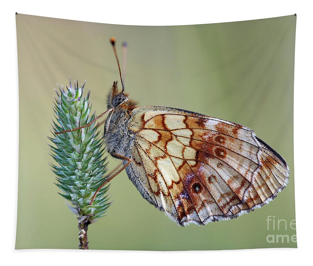 Insect Tapestry featuring the photograph Butterfly On The Grass by Michal Boubin