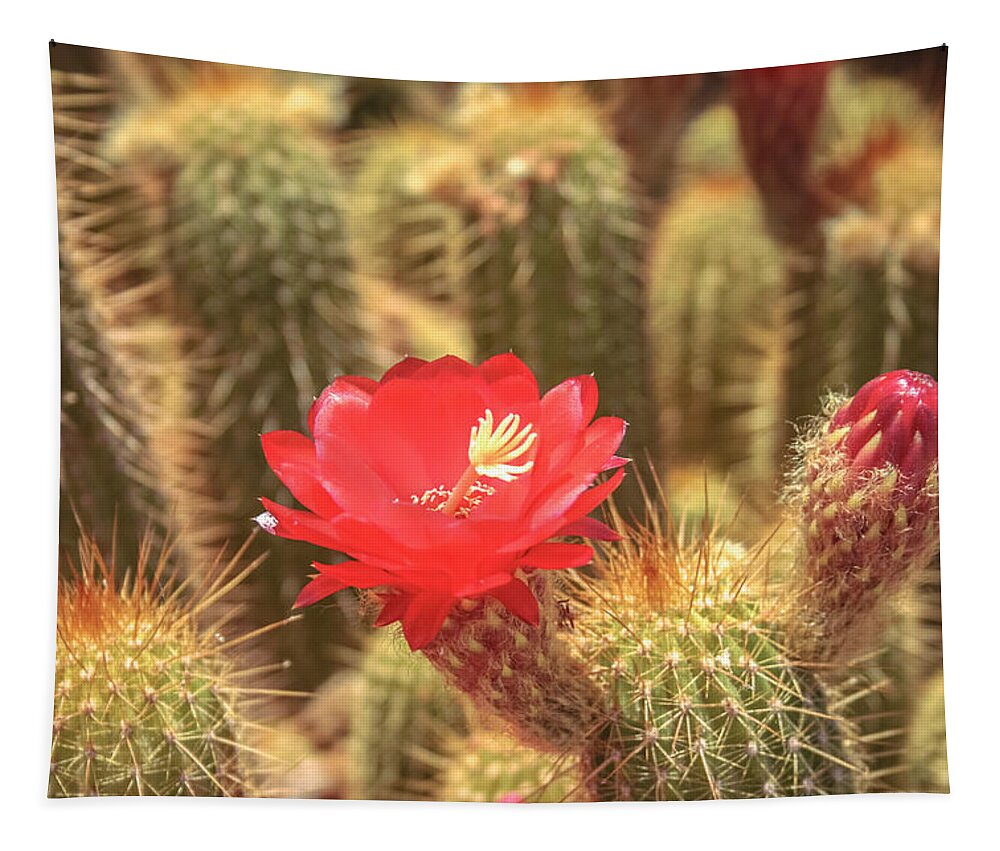 Cactus Tapestry featuring the photograph Cactus bloom by Darrell Foster