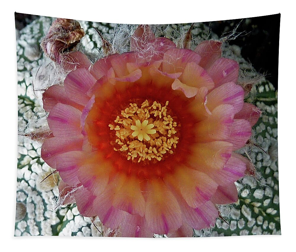 Cactus Tapestry featuring the photograph Cactus Flower 5 by Selena Boron