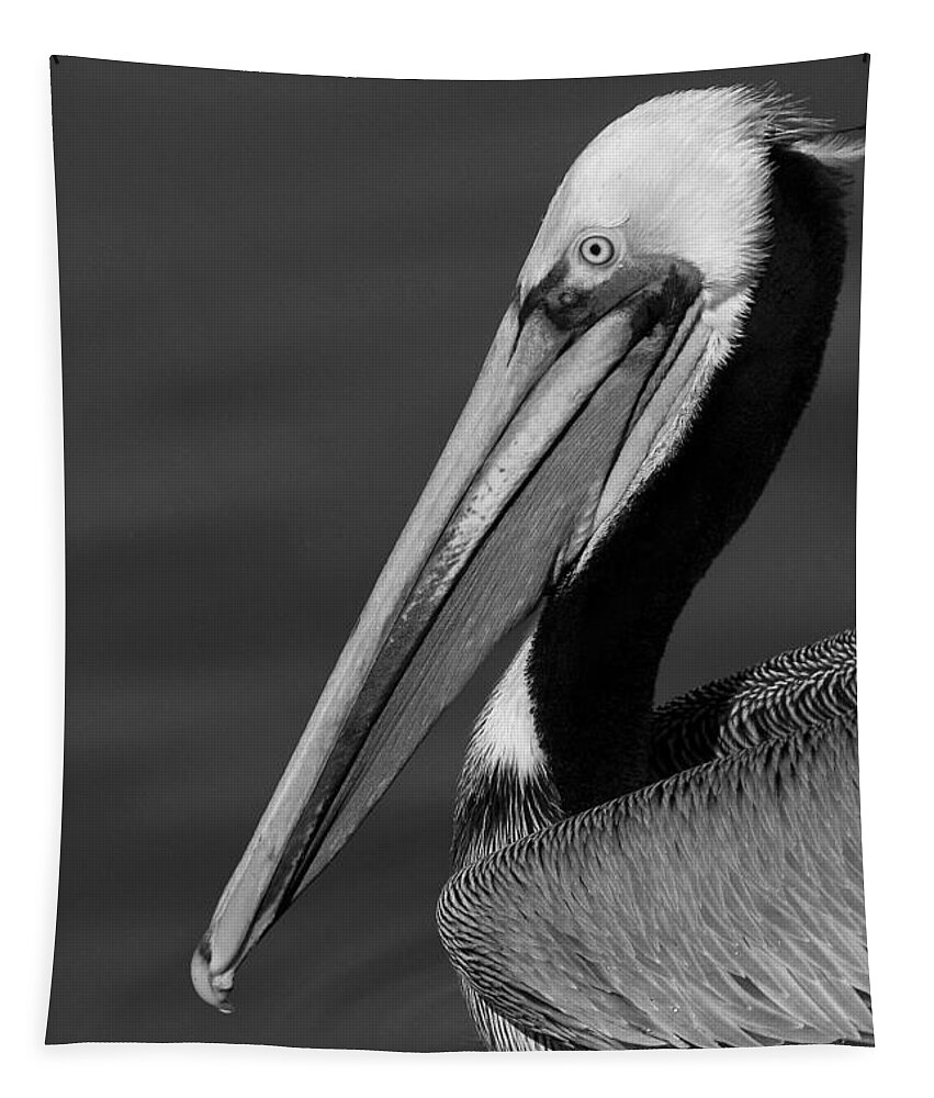 California Tapestry featuring the photograph California Brown Pelican Portrait black and white monochrome by Ram Vasudev