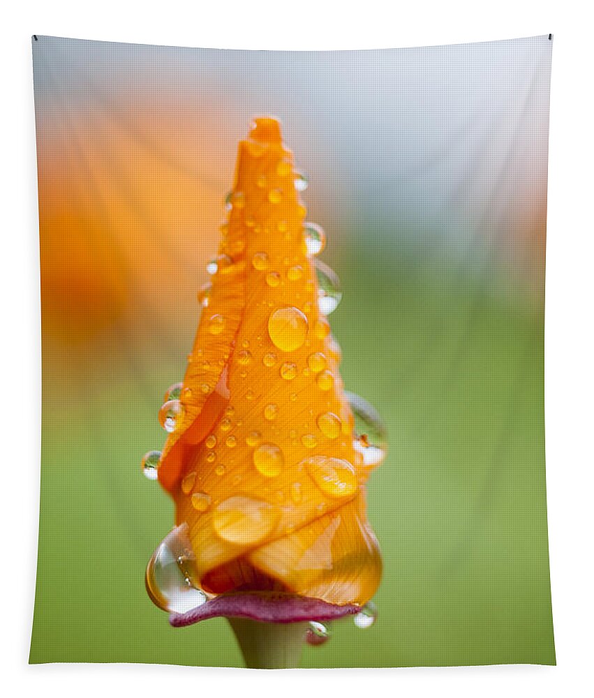 Rain Tapestry featuring the photograph California Poppy in the Rain by Robert Potts