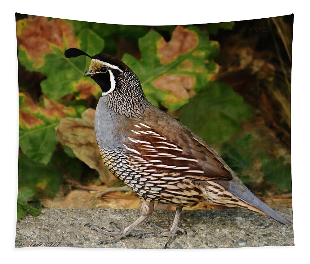 California Quail Tapestry featuring the photograph California Quail Rooster by Brian Tada