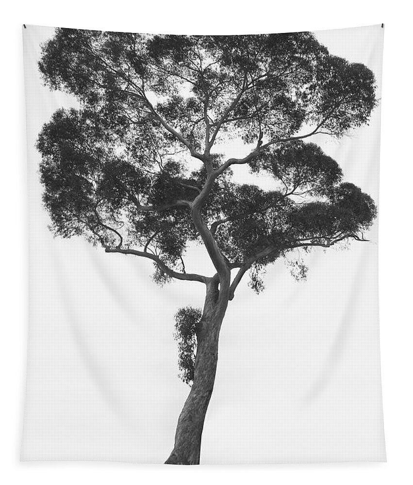 Fine Art Tapestry featuring the photograph California Tree by Mike McGlothlen