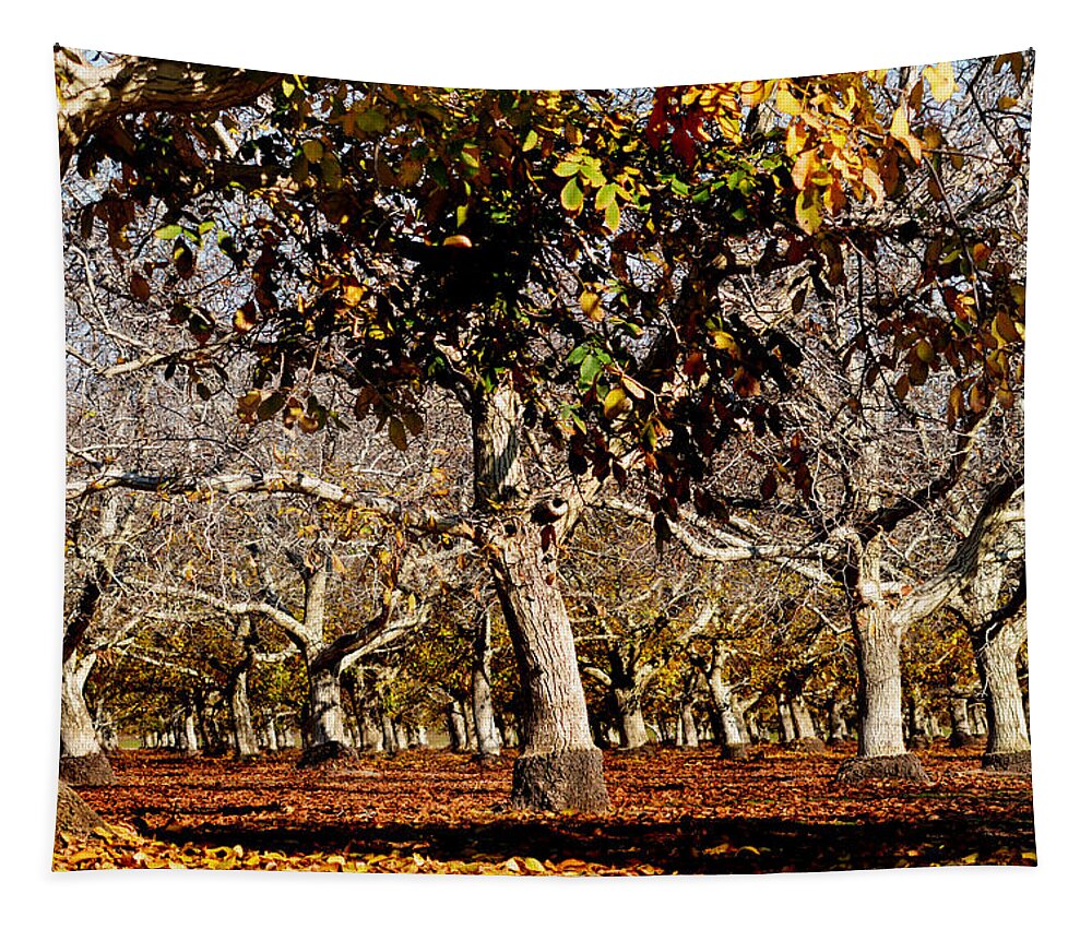 Orchard Tapestry featuring the photograph California Walnut Orchard by Pamela Patch