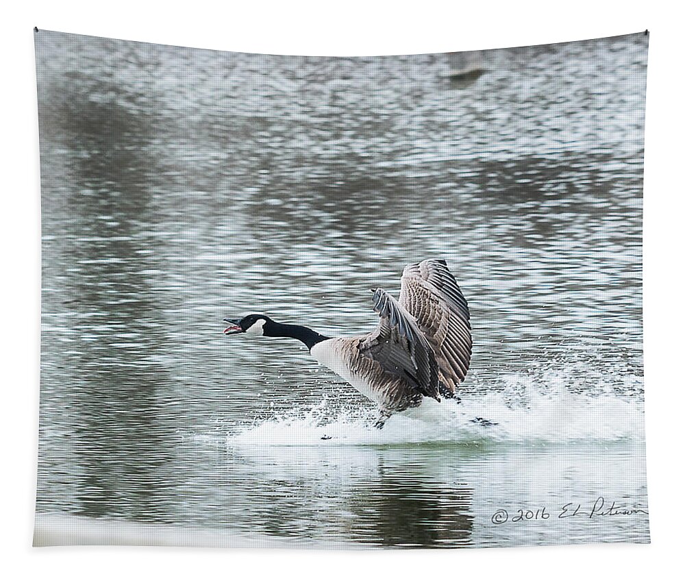 Heron Heaven Tapestry featuring the photograph Canada Goose Landing 2 by Ed Peterson