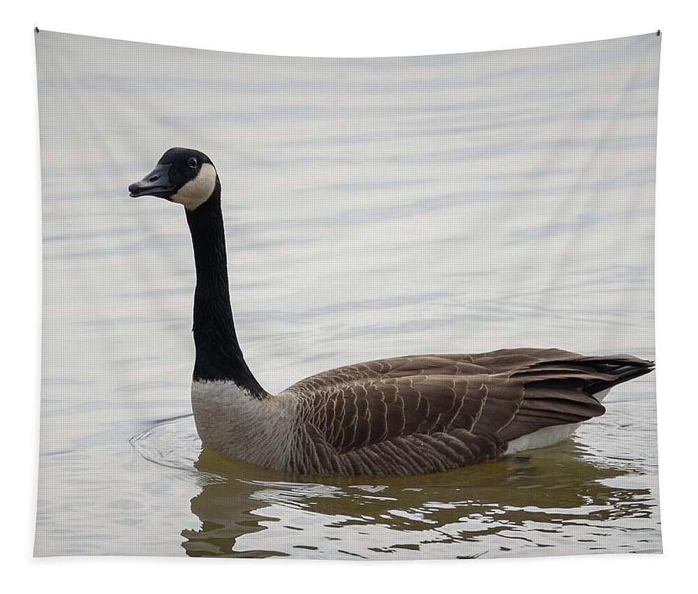 Goose Tapestry featuring the photograph Canadian Goose by Holden The Moment