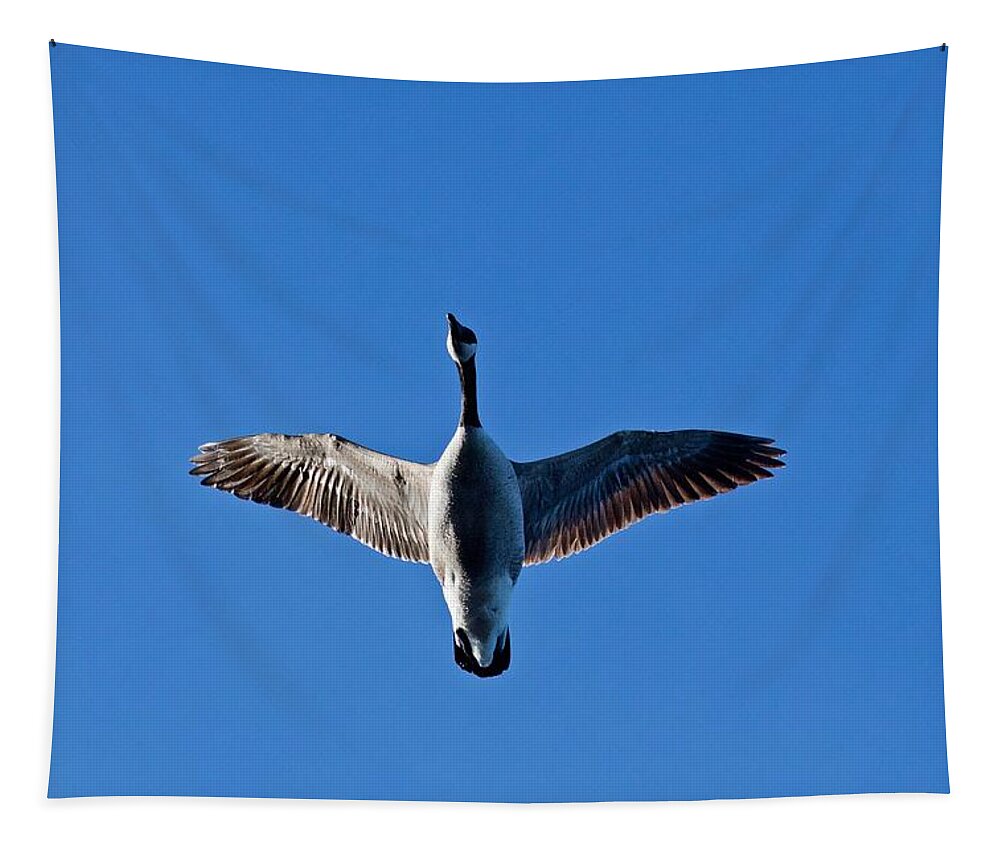 Canadian Tapestry featuring the photograph Candian Goose in Flight 1648 by Michael Peychich