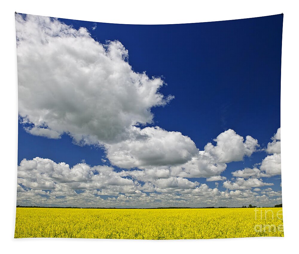 Canola Tapestry featuring the photograph Canola field by Elena Elisseeva