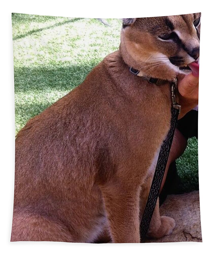 caracal kittens price