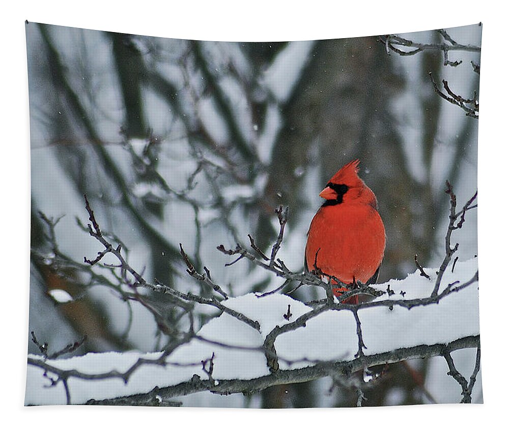 Cardinal Tapestry featuring the photograph Cardinal and snow by Michael Peychich