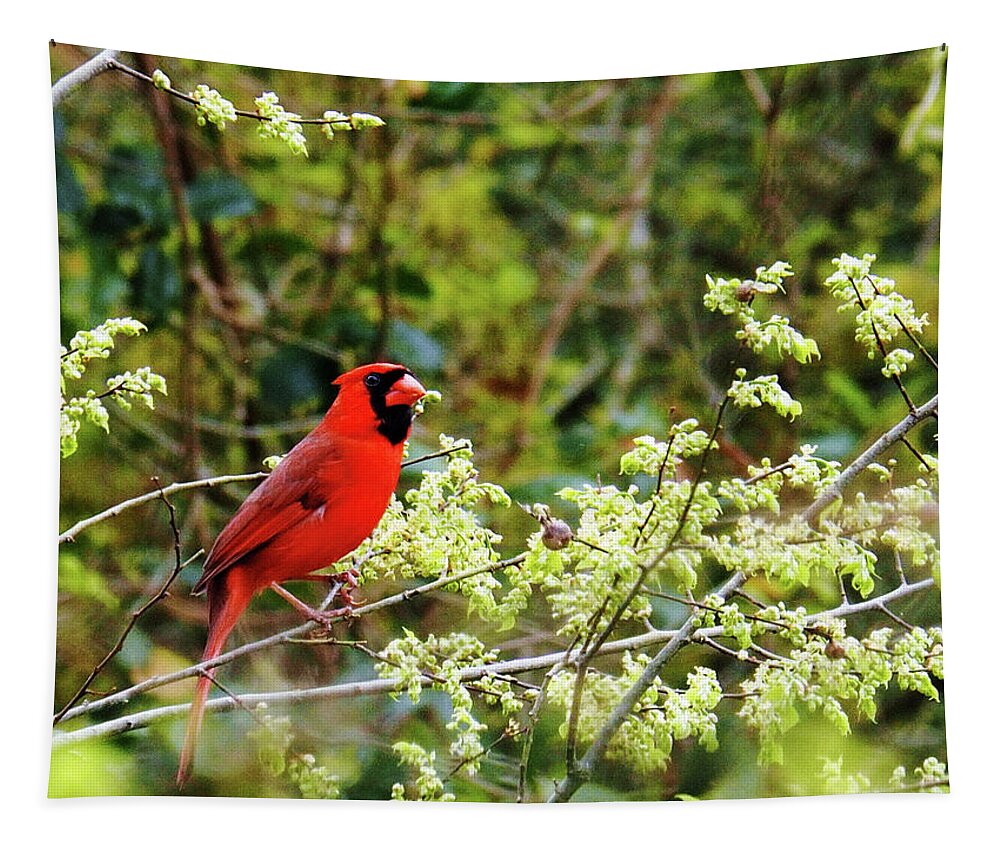 Cardinal Tapestry featuring the photograph Cardinal by Jerry Connally