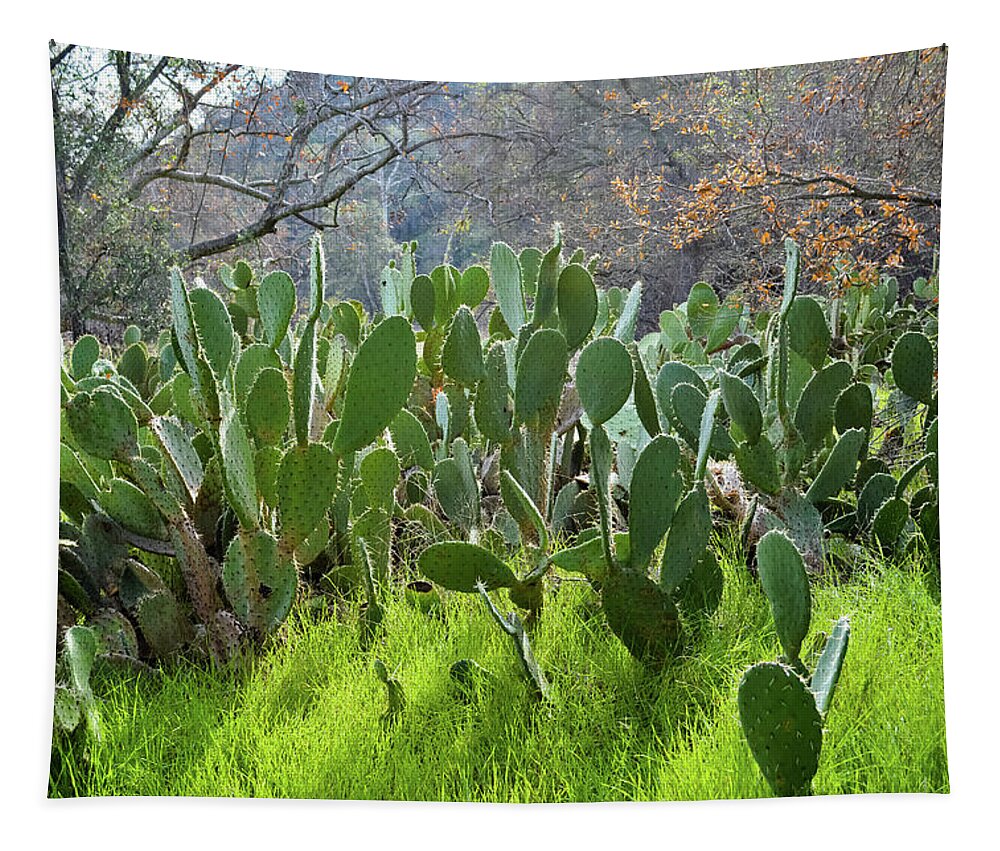 Orange County Tapestry featuring the photograph Caspers Wilderness Park Cactus Garden by Kyle Hanson