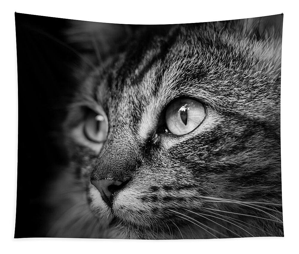 Cat Tapestry featuring the photograph Cat Stare BW by Rick Deacon