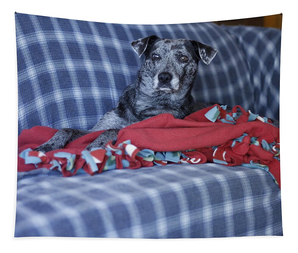 Catahoula Leopard Dog Tapestry featuring the photograph Catahoula Leopard Dog in blue by Valerie Collins