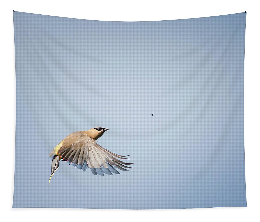 Birds In Flight Tapestry featuring the photograph Cedar Waxwing in Flight by Bill Wakeley