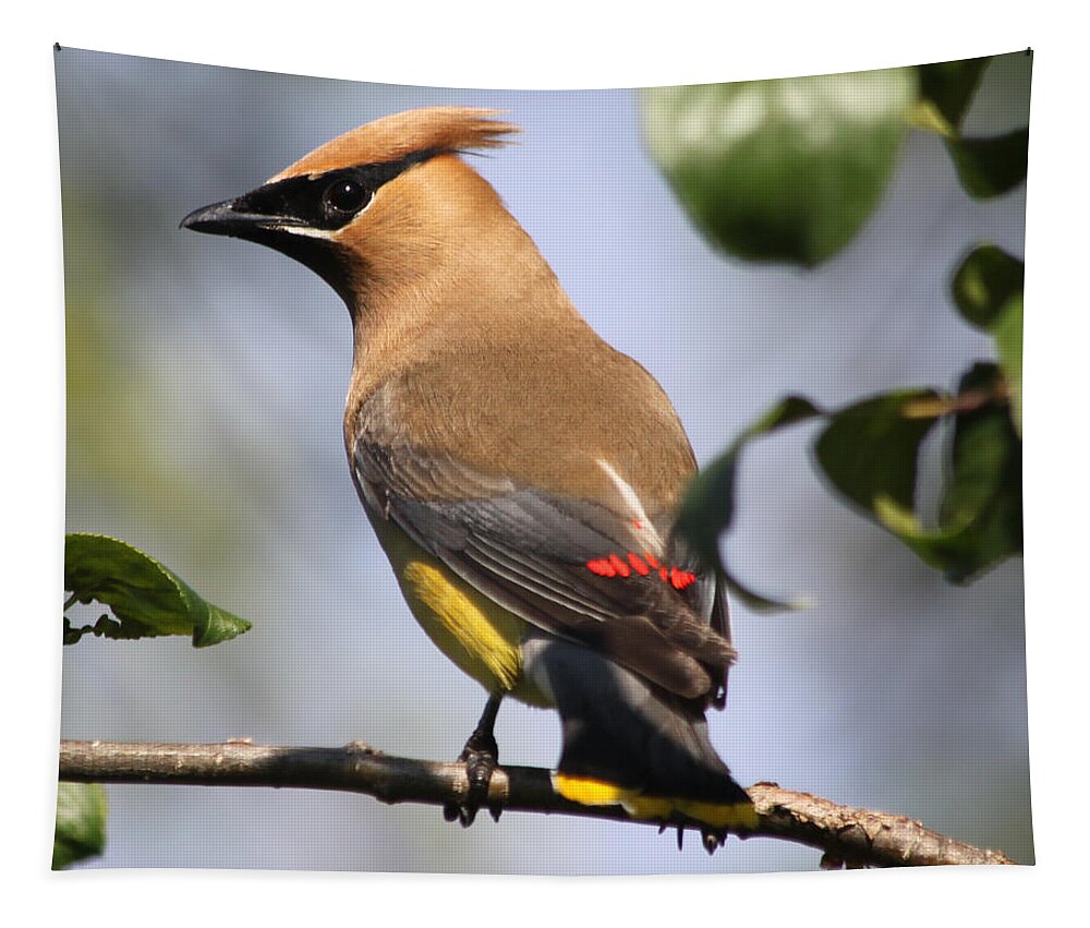Cedar Waxwing Tapestry featuring the photograph Cedar Waxwing by Lauri Novak