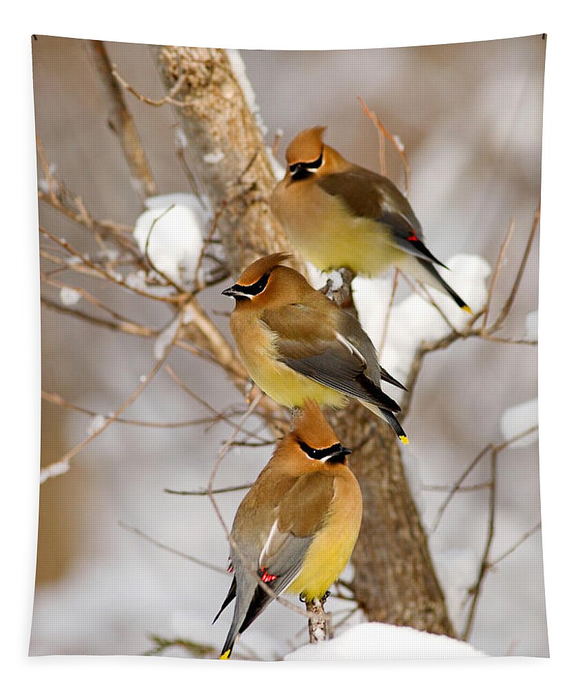 Animal Tapestry featuring the photograph Cedar Waxwings by Kenneth M Highfill