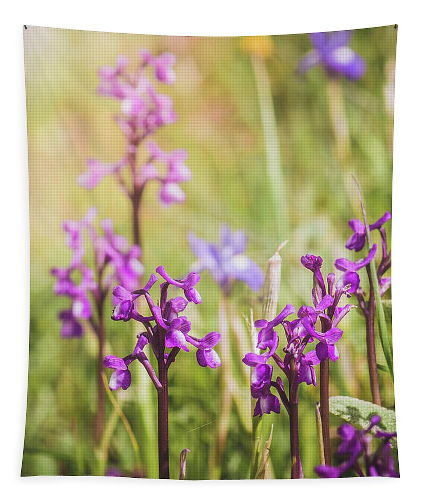 Orchis Champagneuxii Tapestry featuring the photograph Champagne's orchid , Orchis champagneuxii, Spain by Perry Van Munster