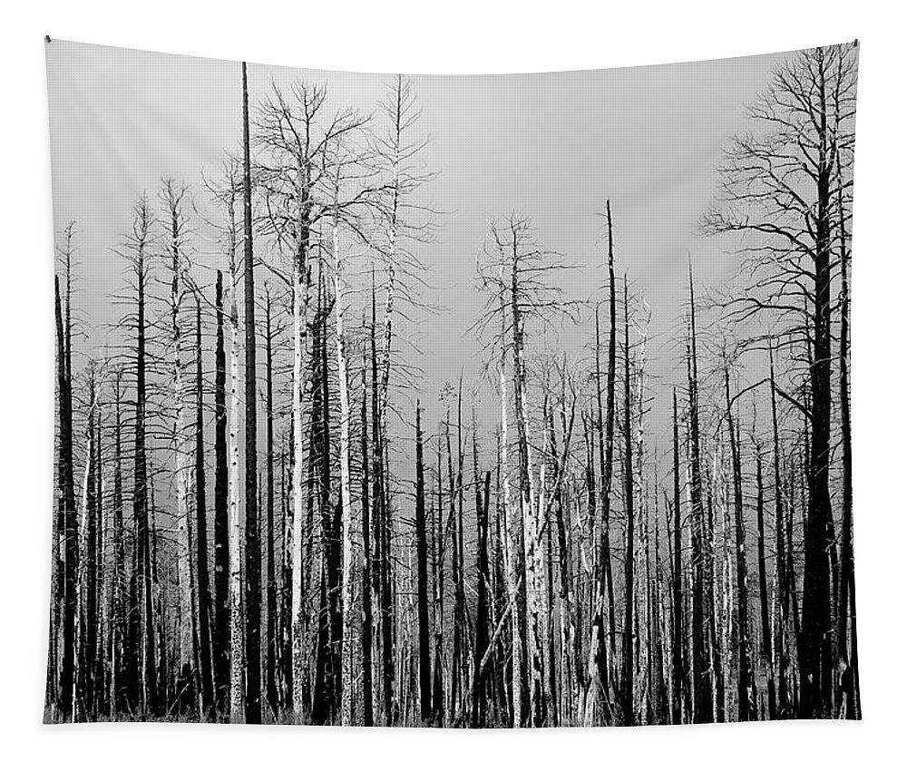 Charred Tapestry featuring the photograph Charred Trees by James BO Insogna