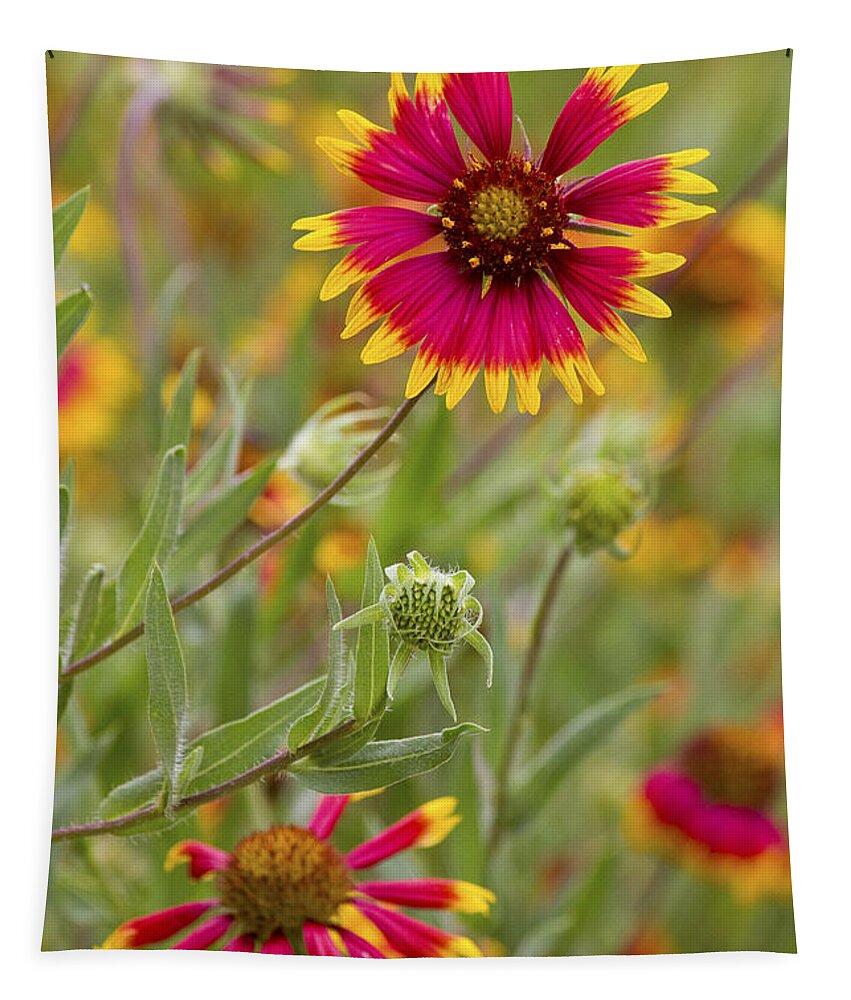 Flower Tapestry featuring the photograph Cheerful Greeting by Becky Titus