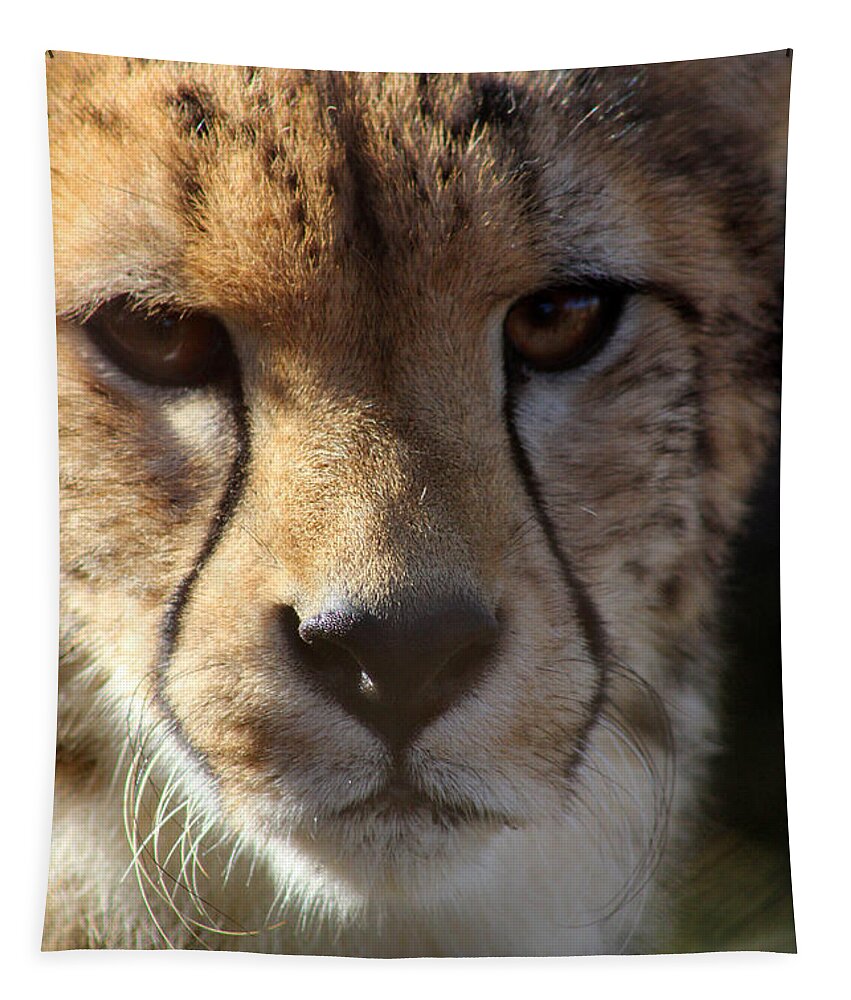Cheetah Tapestry featuring the photograph Cheetah by Karen Adams
