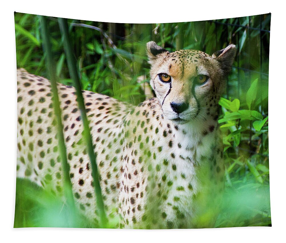Big Cat Tapestry featuring the photograph Cheetah by SR Green
