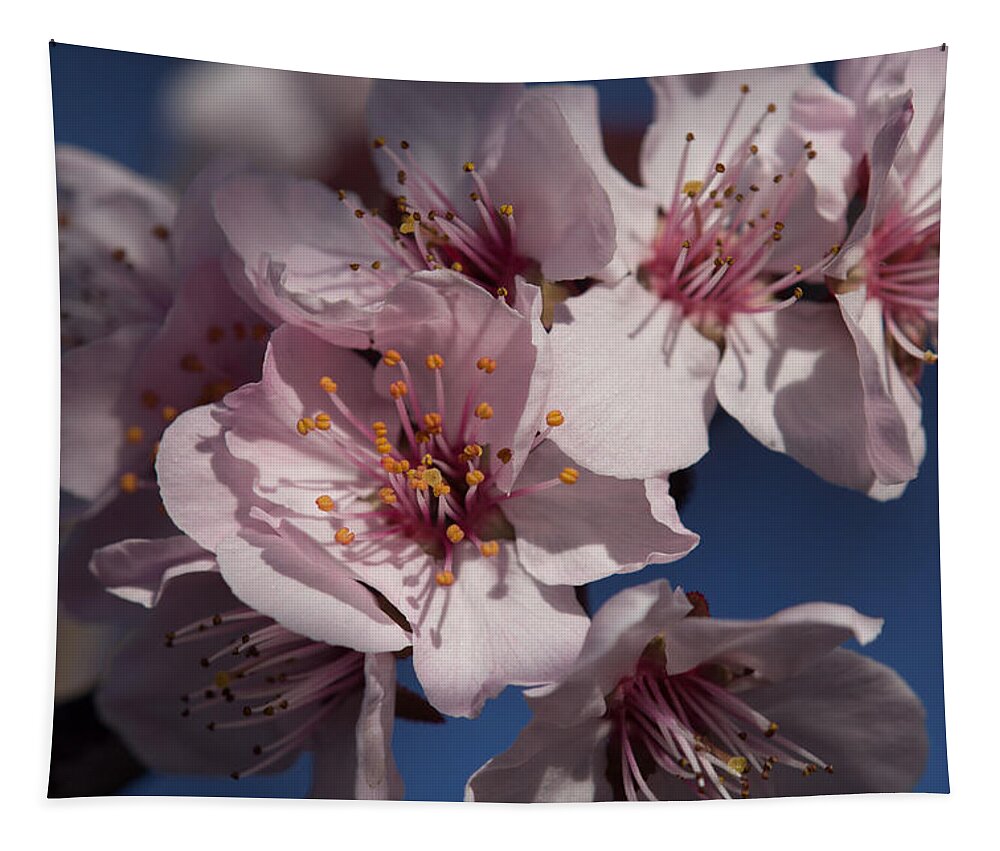 Cherry Tapestry featuring the photograph Cherry blossom close up by Shawn Jeffries