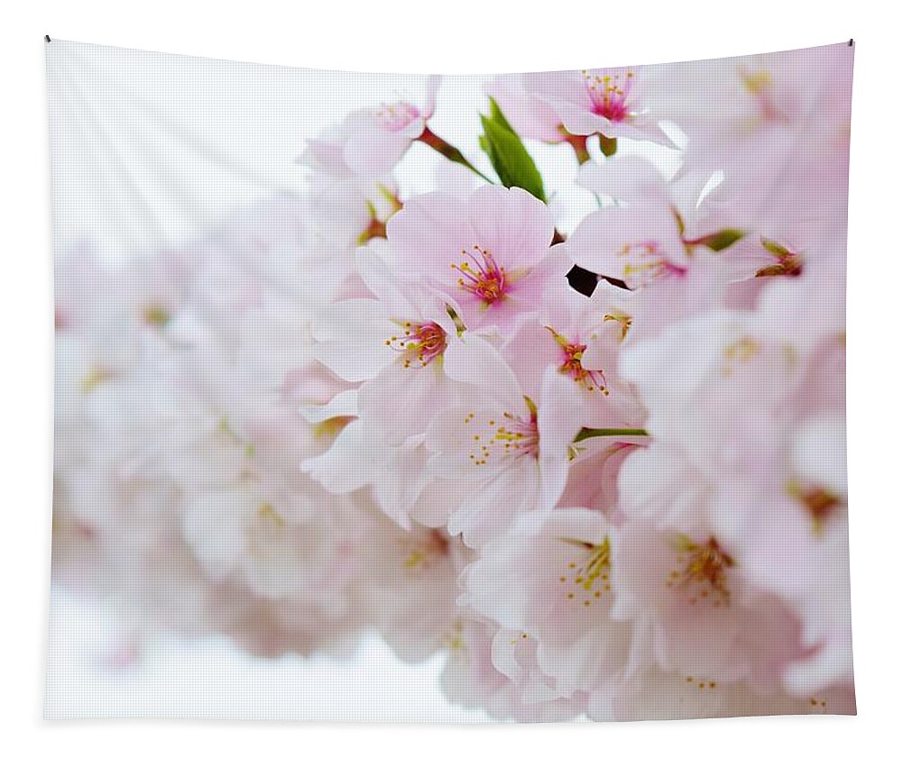 Cherry Blossom Tapestry featuring the photograph Cherry Blossom Focus by Nicole Lloyd