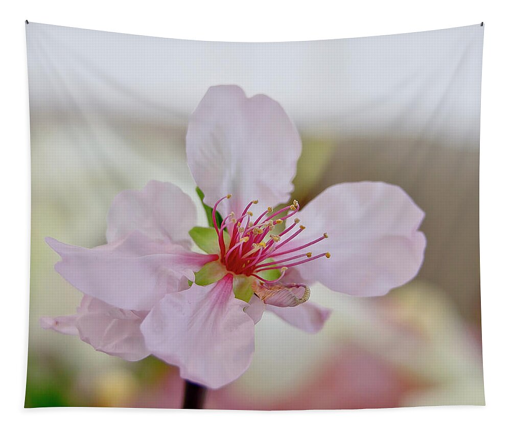 Cherry Tapestry featuring the photograph Cherry Blossom I by Elena Perelman
