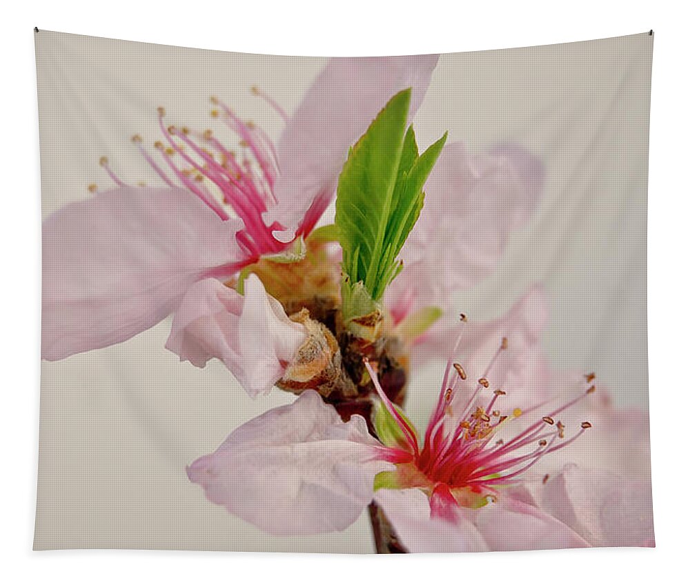 Cherry Tapestry featuring the photograph Cherry blossom III by Elena Perelman