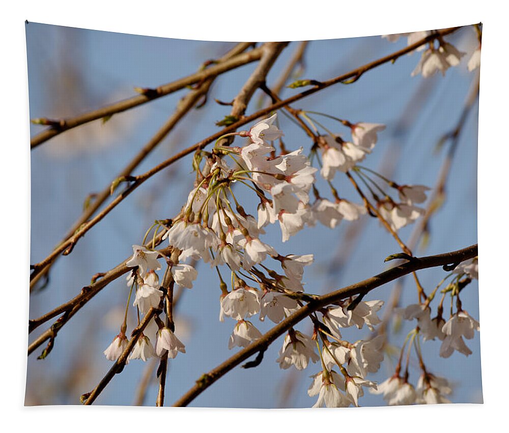 Cherry Blossoms Tapestry featuring the photograph Cherry Blossoms by Julie Niemela