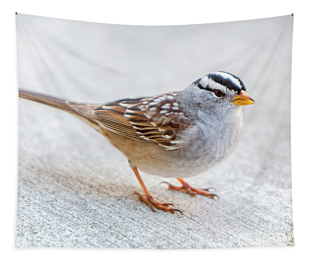 White Crowned Sparrow Tapestry featuring the photograph White Crowned Sparrow by David Millenheft