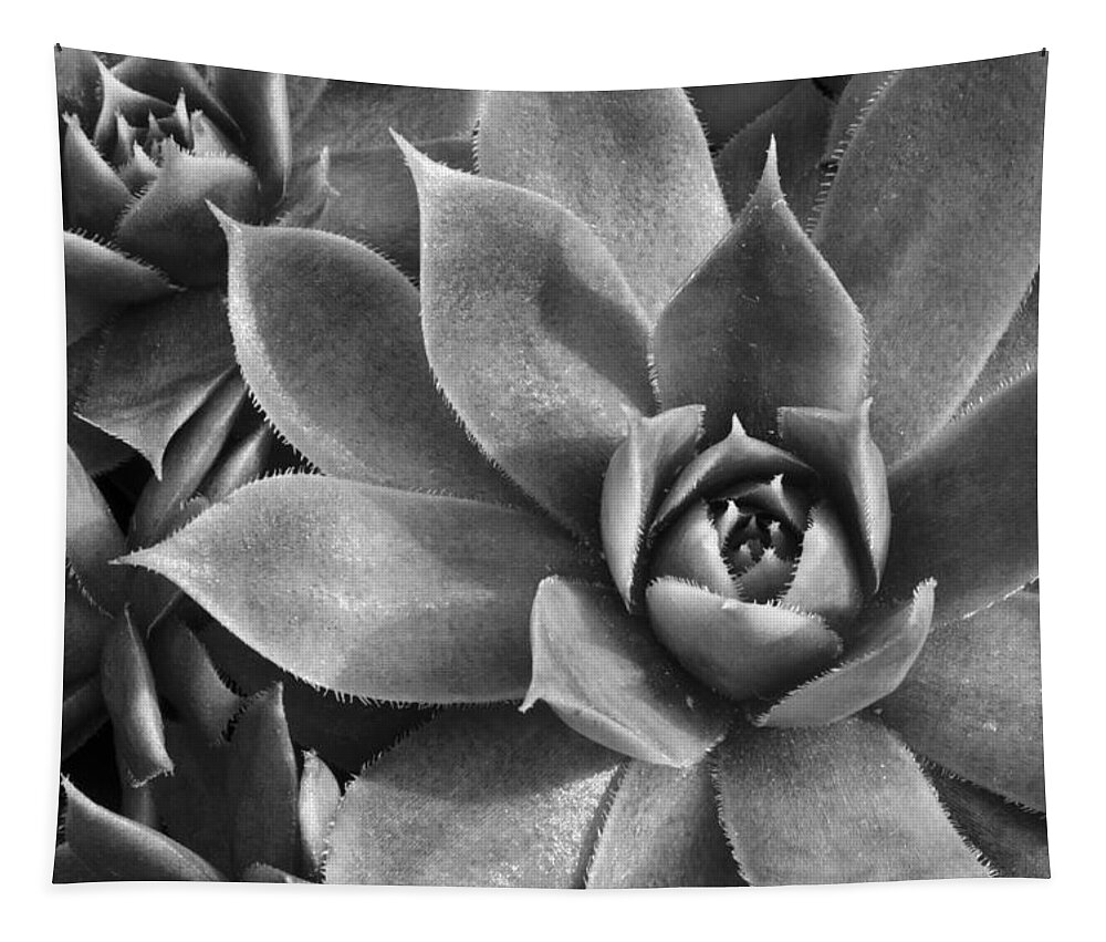  Succulents Chicks And Hens Tapestry featuring the photograph Chicks and Hens Black and White by Ann Bridges