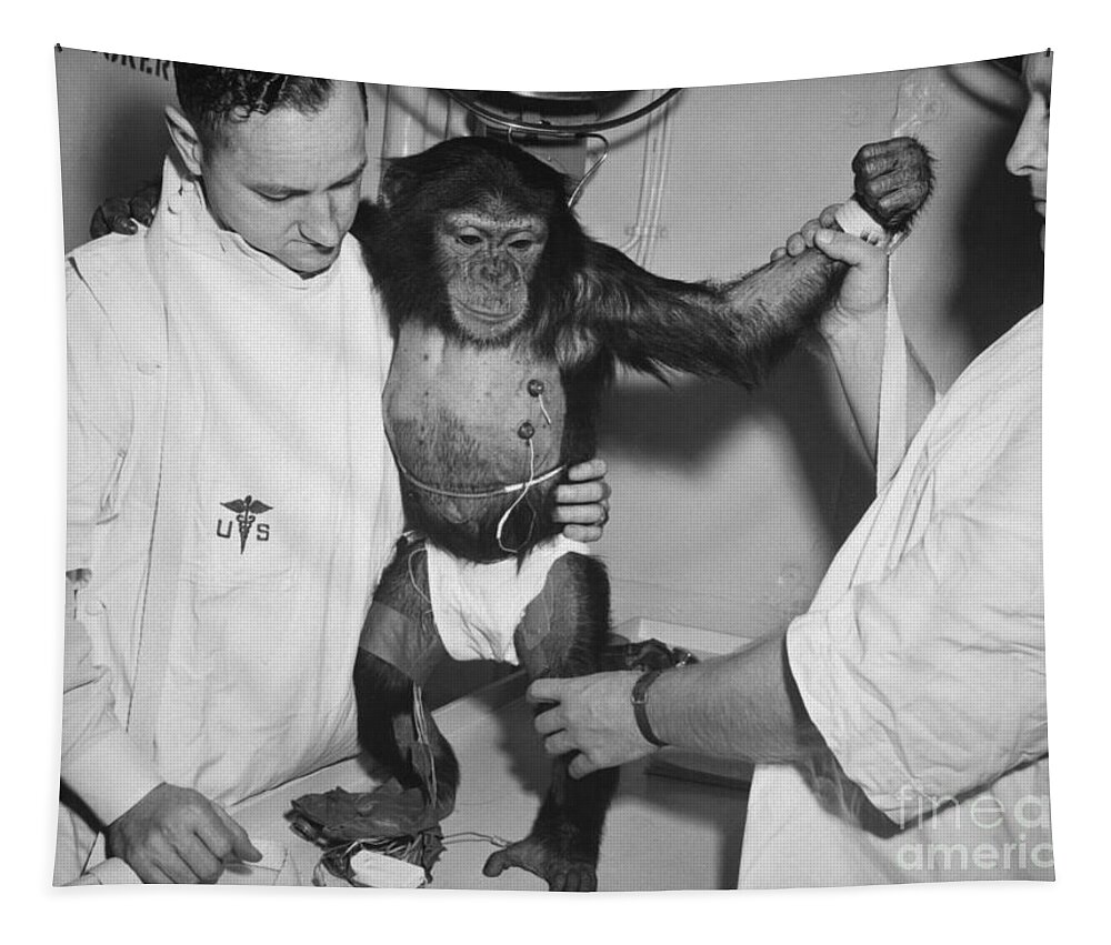 (31 Jan. 1961) --- Chimpanzee Tapestry featuring the photograph Chimpanzee Ham with bio sensors attached readied by handlers for his trip in the Mecury Redstone 2 by Vintage Collectables