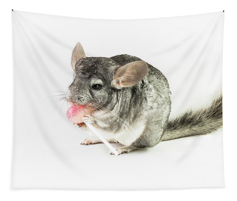 Ancestral Tapestry featuring the photograph Chinchilla with lollipop by Benny Marty