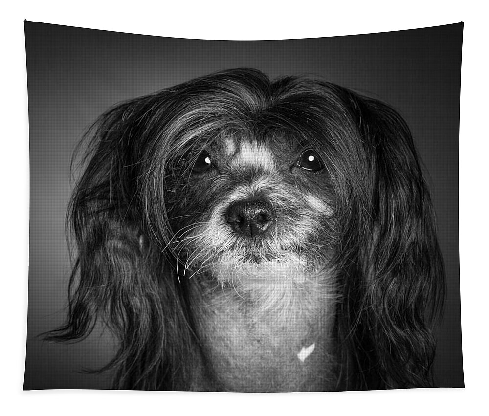 Dog Tapestry featuring the photograph Chinese Crested - 02 by Larry Carr