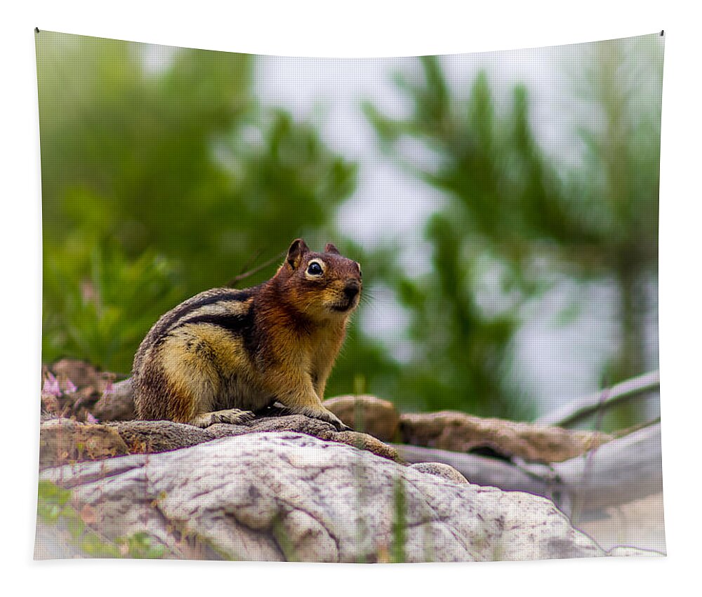Chipmunk Tapestry featuring the photograph Chipmunk - 1 by Thomas Nay