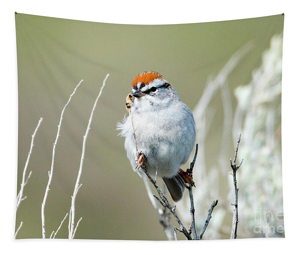 Chipping Sparrow Tapestry featuring the photograph Chipping Sparrow by Michael Dawson