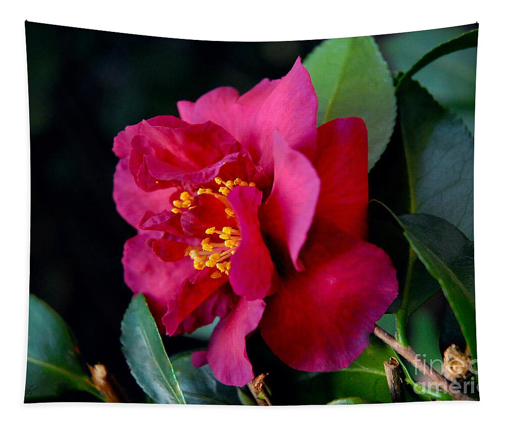 Camellia Tapestry featuring the photograph Christmas Camellia by Marie Hicks