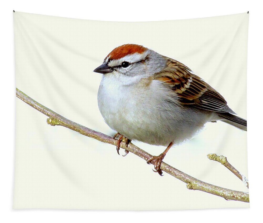 Bird Tapestry featuring the photograph Chubby Sparrow by Lori Lafargue