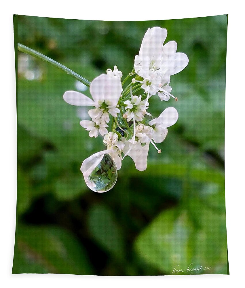Cilantro Flower Tapestry featuring the photograph Cilantro Flower by Kume Bryant