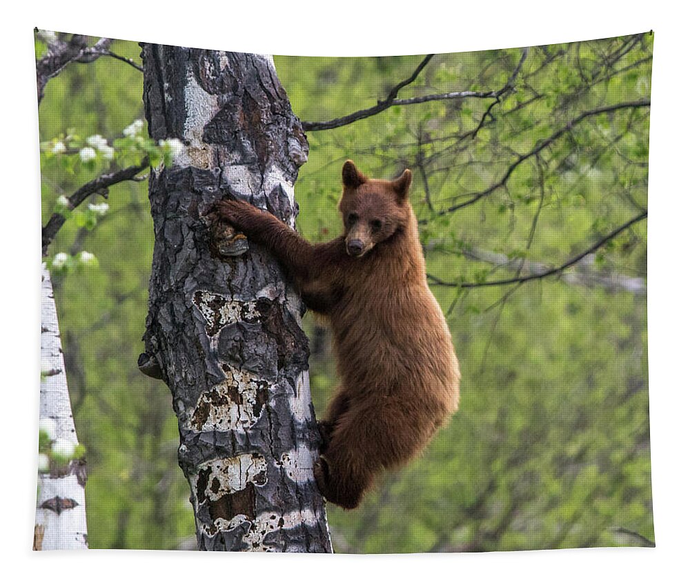 Bear Tapestry featuring the photograph Cinnamon Climb by Kevin Dietrich