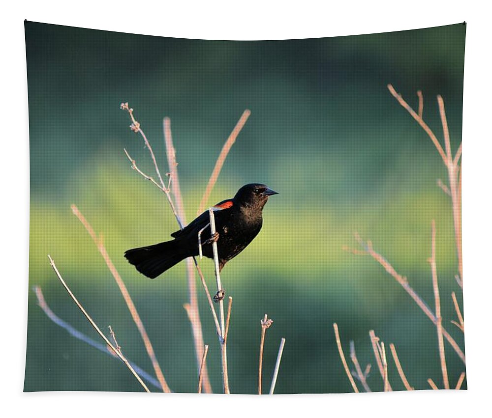 Blackbird Tapestry featuring the photograph Clinging Redwing by Bonfire Photography