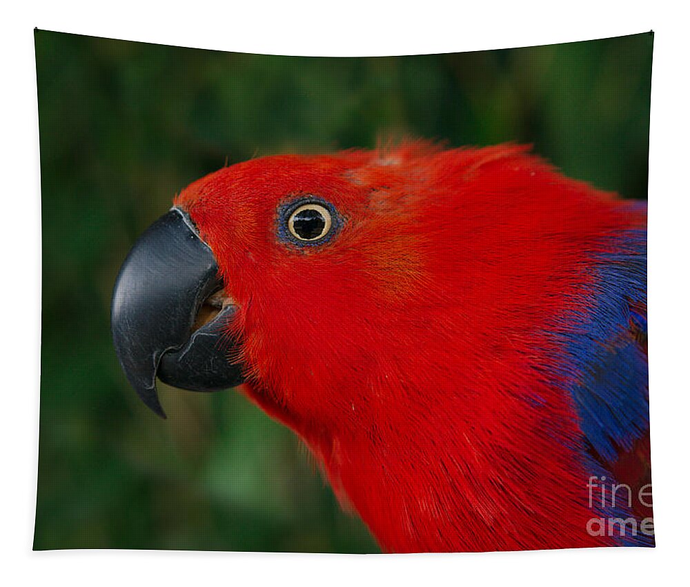 Conservation Of Nature Tapestry featuring the photograph Close Up Eclectus Parrot by MSVRVisual Rawshutterbug