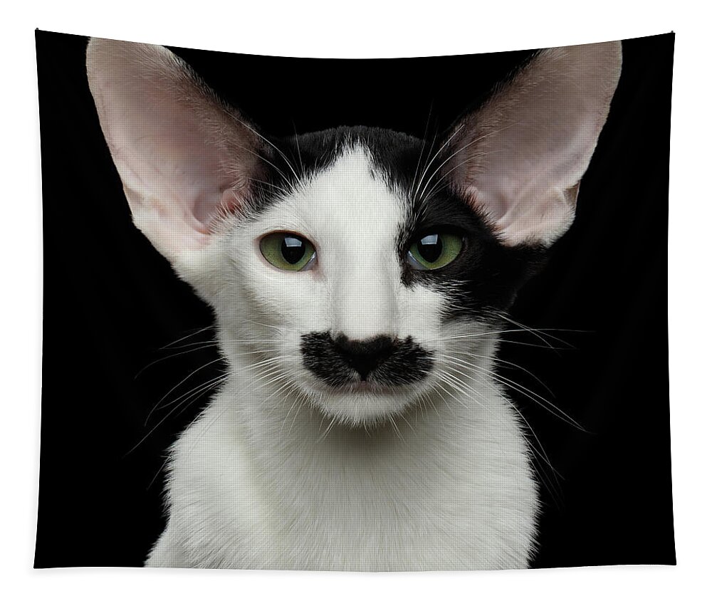 Closeup Tapestry featuring the photograph Closeup Funny Oriental Shorthair looking at camera Isolated, Bla by Sergey Taran