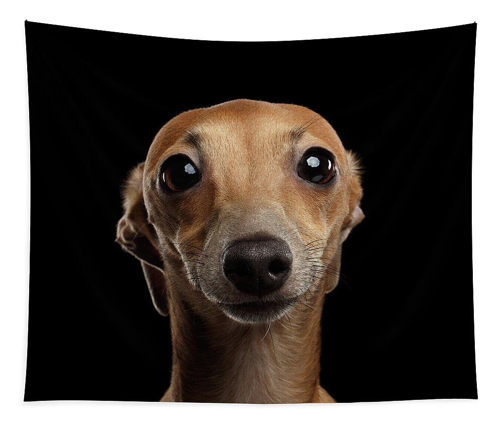 #faatoppicks Tapestry featuring the photograph Closeup Portrait Italian Greyhound Dog Looking in Camera isolated Black by Sergey Taran