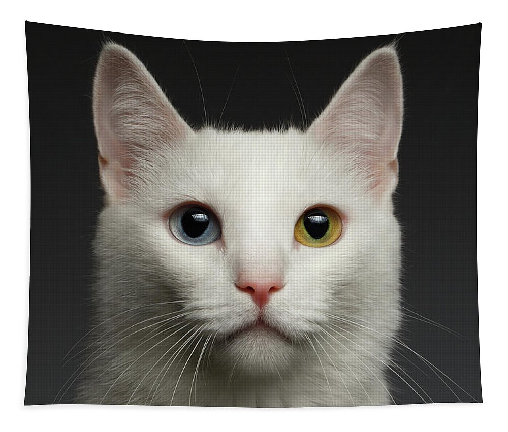 Heterochromia Tapestry featuring the photograph Closeup White cat with heterochromia eyes on gray by Sergey Taran